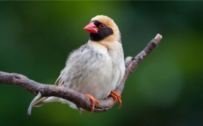 Kenyan Raptors under Threat Due to Quelea Bird Control