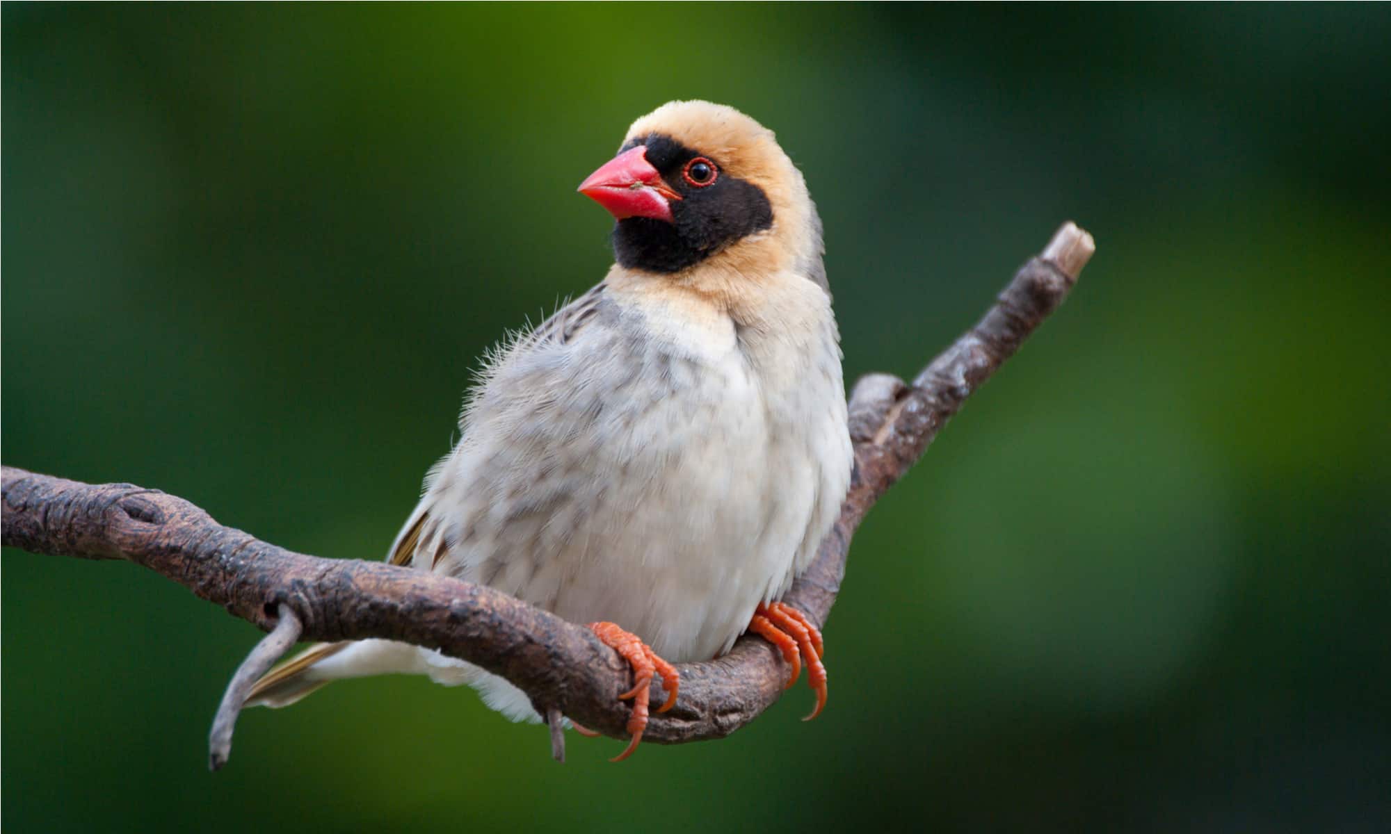 A red-billed Quelea bird on a tree branch