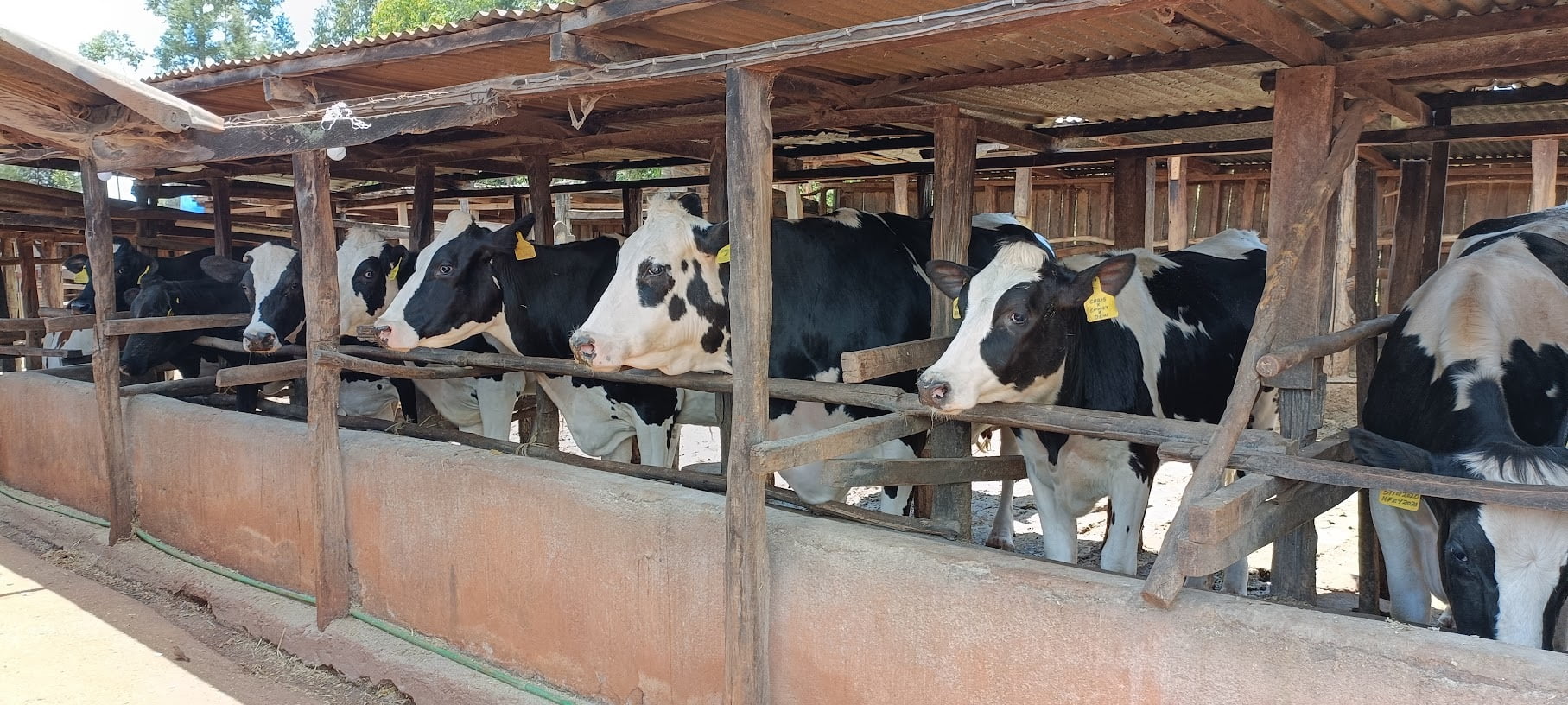 cows standing side by side in a cow pen